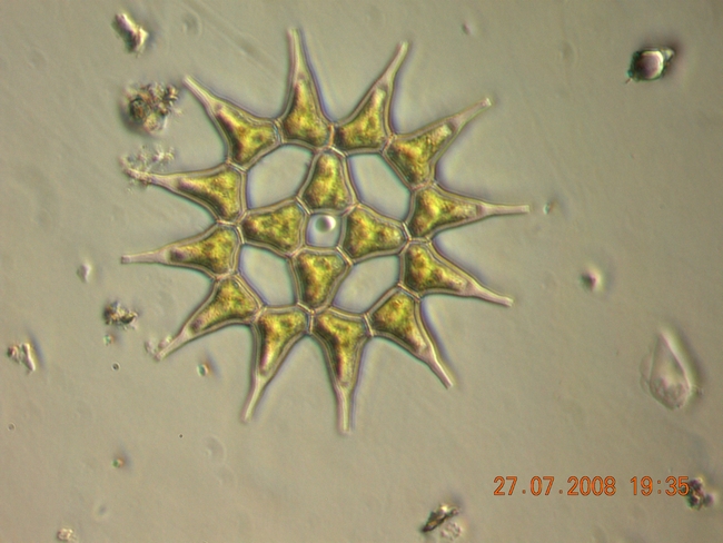 Pediastrum simplex